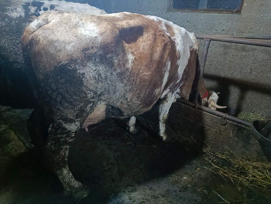 Vaca baltata exemplar deosebit!