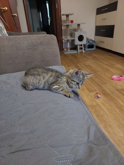 Отдам котенка в добрые руки