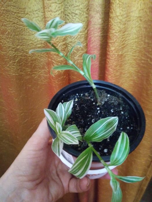 Молочай. Традесканция. .Продам.