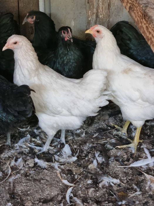 Australorp alb ,  familie australop