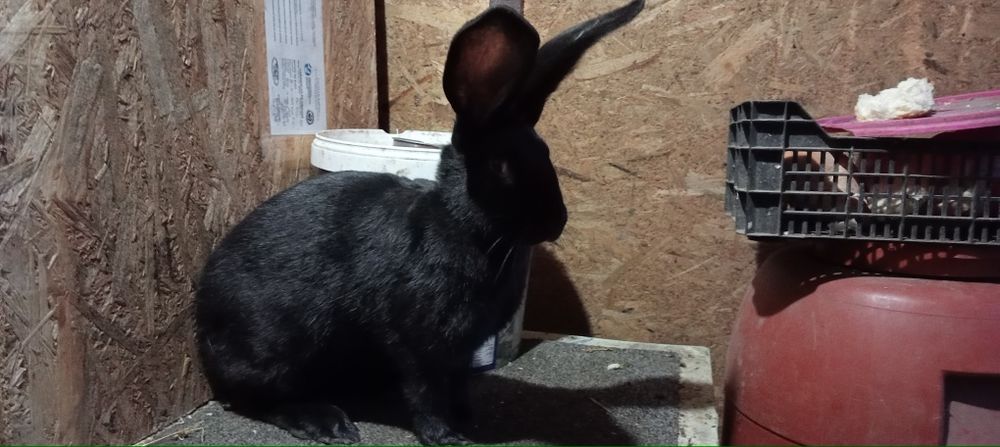 Femela uriaș german