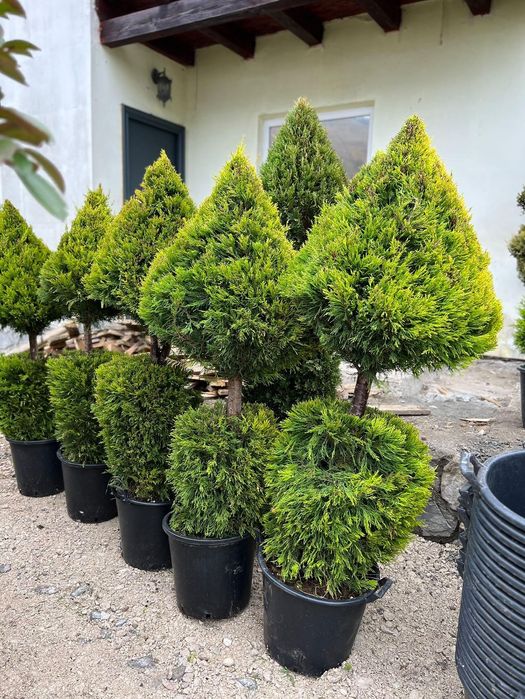 Plante pentru gradina/spatii verzi