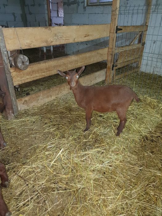 Vand țăpișor murciano