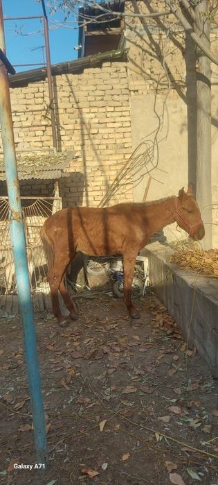 От той эркак 2 та ургочи 1 та