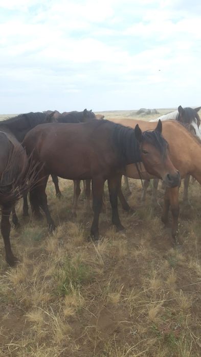 Продам лошадь Байтал