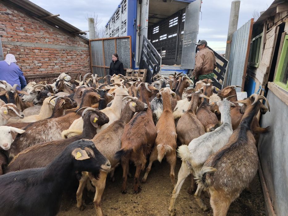 Лицензиран превоз на животни,Животновоз