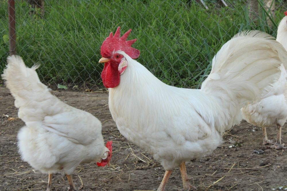 Leghorn - găini, cocoși