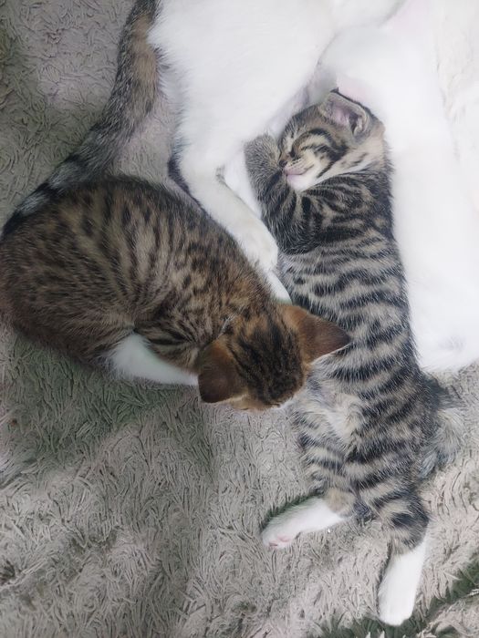 Котята (мальчик и девочка) 21.03