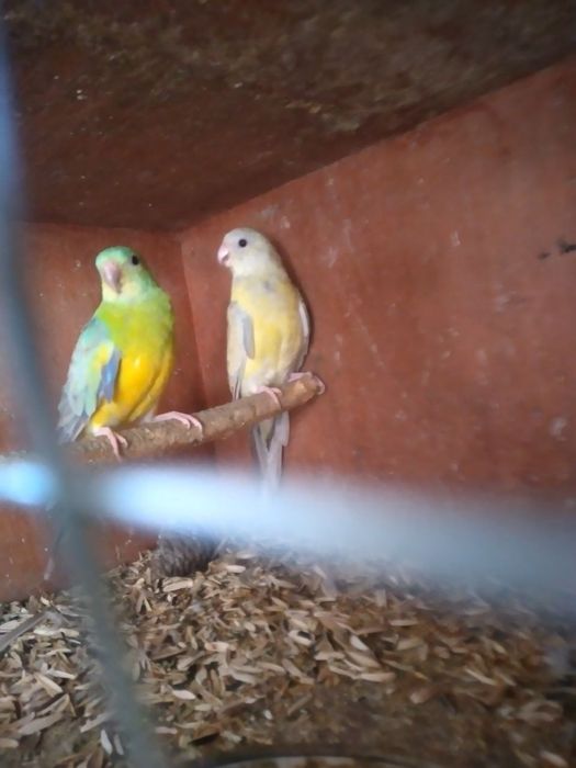 Продаёться попугай Певчая