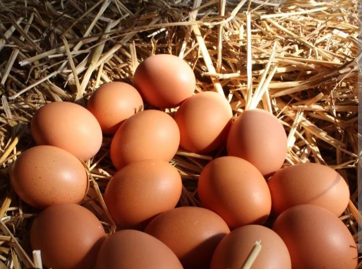 Vând oua proaspete