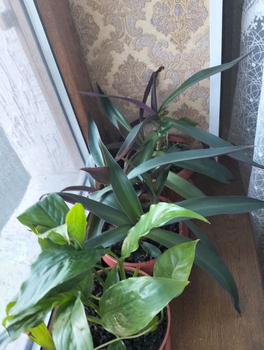 Домашние цветы. Разные