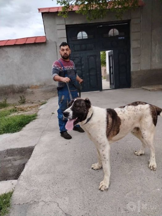 ALABAY ti sotiladi