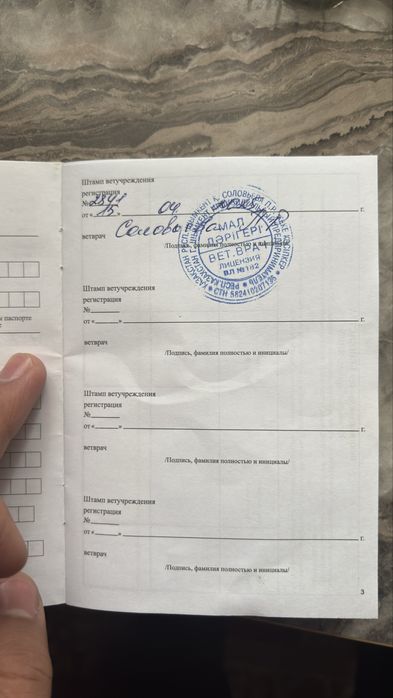 немецкая черная овчарка самец