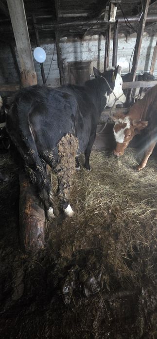 3 ұрғашы Тайынша сатылады