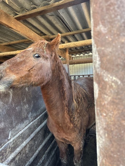 Семіз құнан сатам