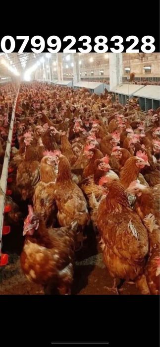 Gaini rosii ouatoare sanatoase si bune pentru productia de oua