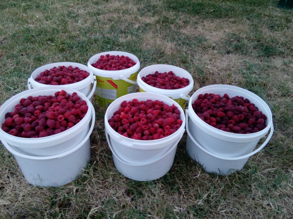 Vând drajoni de zmeură polka si stoloni căpsuni