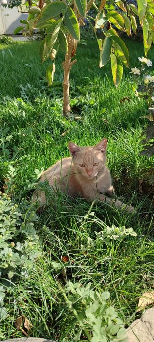 Котята крысоловы