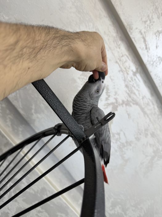 Продажа ручных попугаев Qo‘lga o‘rgatilgan to‘tiqushlar sotiladi