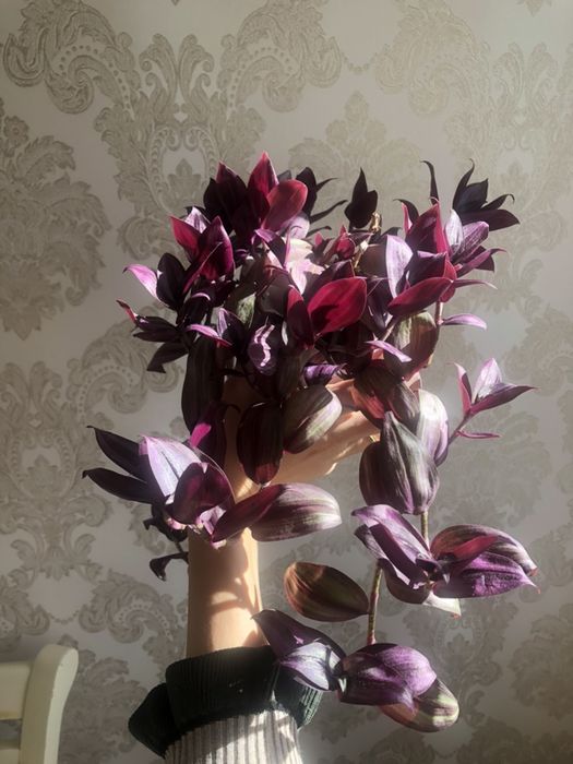 Традесканция,Комнатные цветы