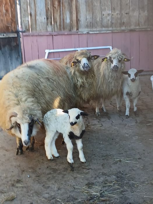 De vînzare oi cu miei