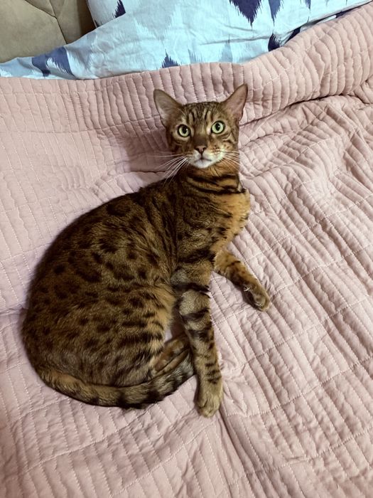 Бенгал чистокровный