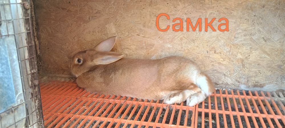 SROCHNO Quyonlar Sotiladi.