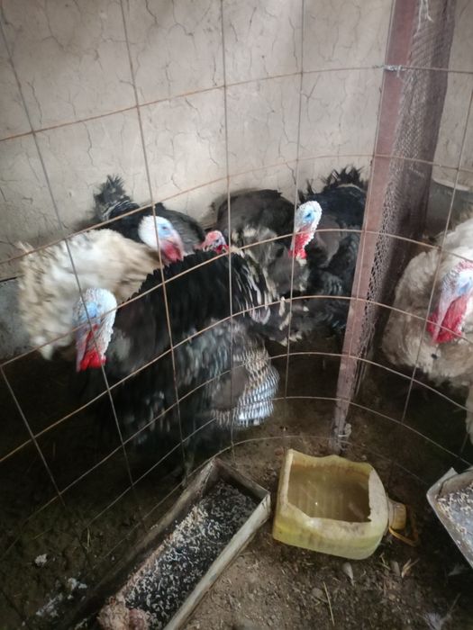 Түйе тауықтар сатыладыы