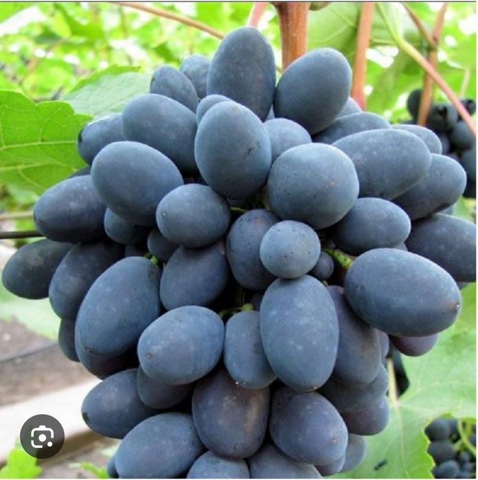 Produc butasi vita de vie altoita anul 3