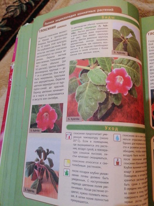 Продам цветы глоксинии