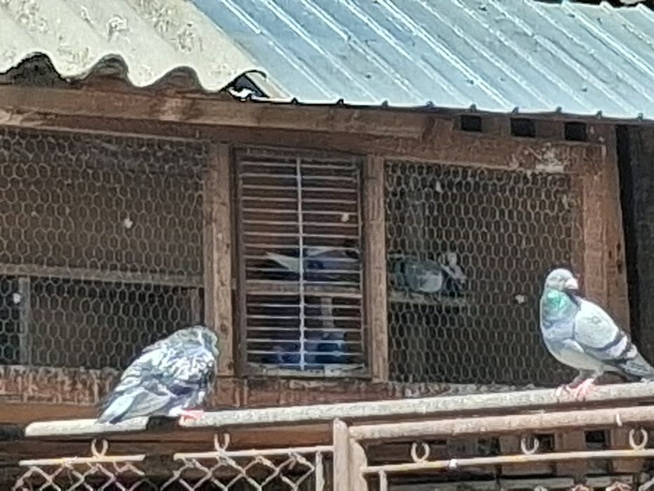 Porumbei  voiajori