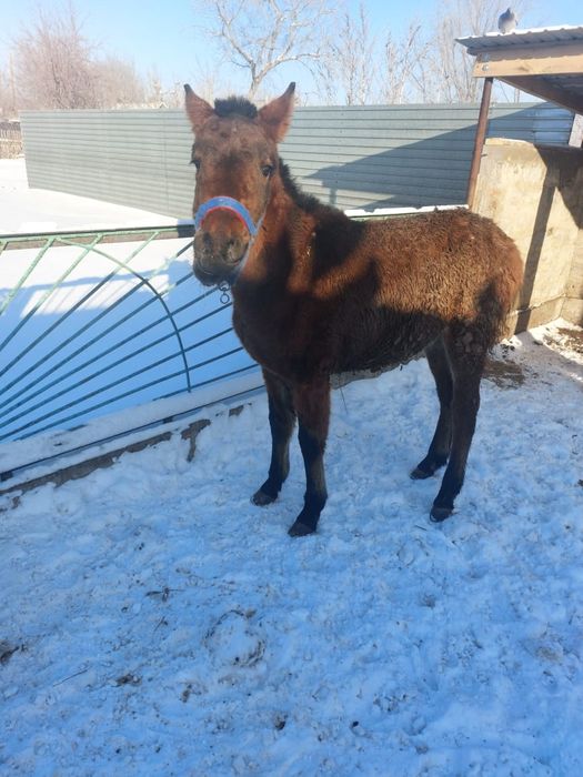 Продается жабағы