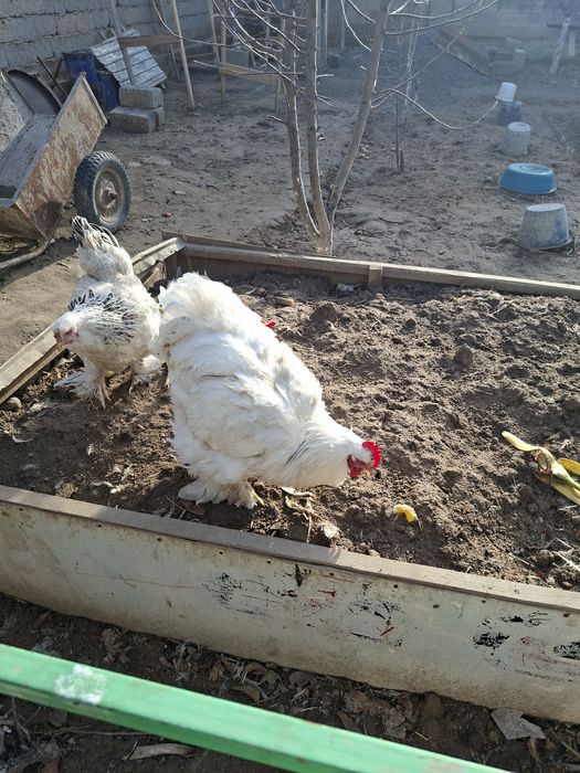 Светлый петух кахин белый