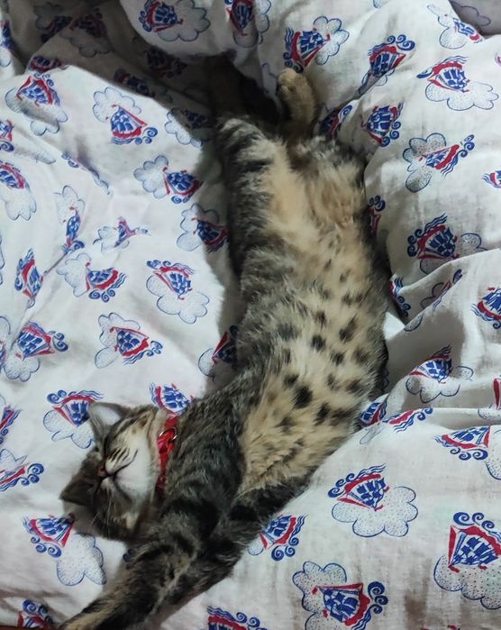 Отдам в добрые руки