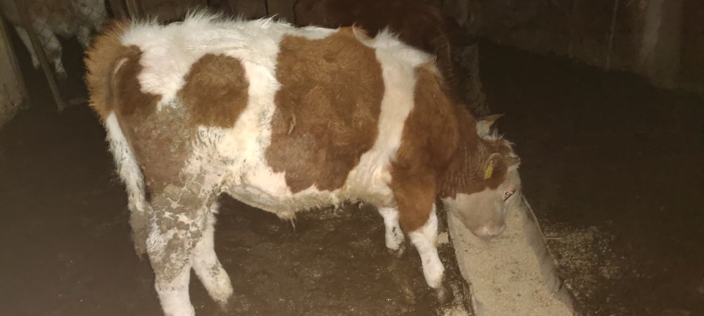 Бұқа, қашарлар симментал