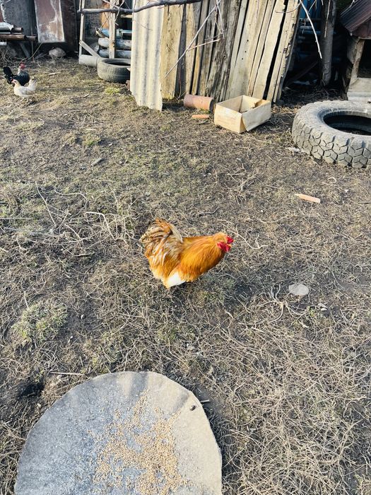 Продам карлика петушка