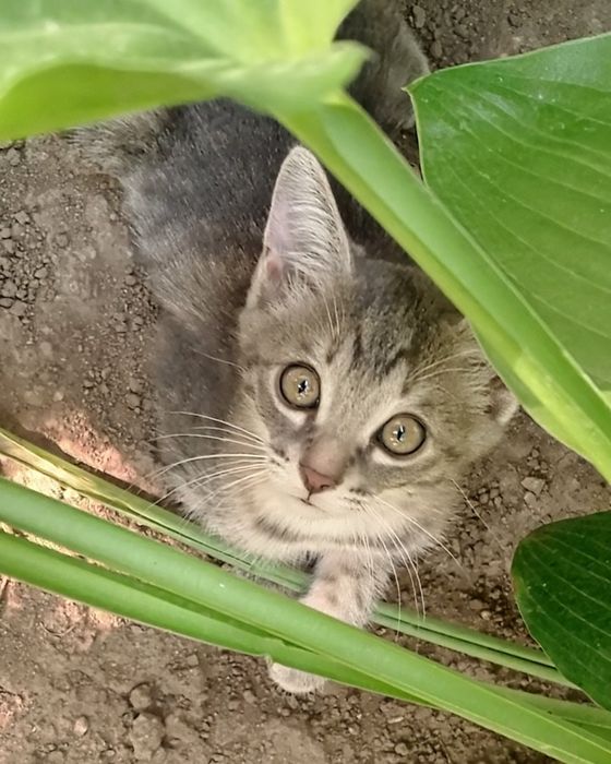 Отдам чудесных котят