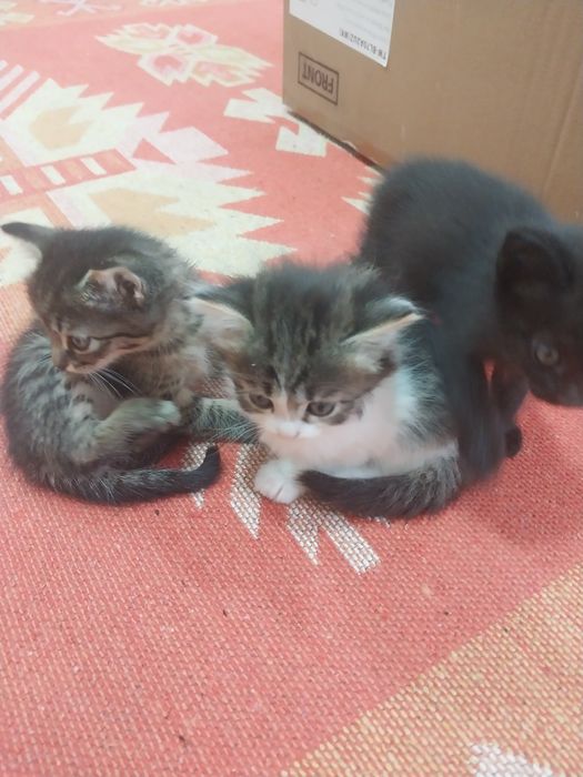 Раздадим котят бесплатно