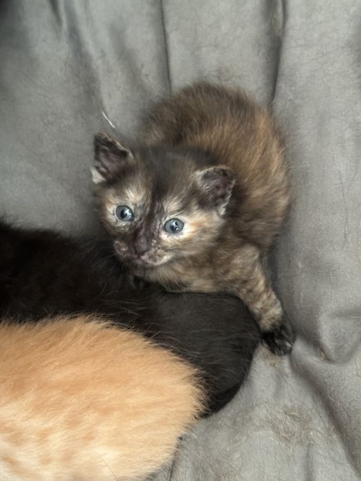 Котята , мама крысоловка