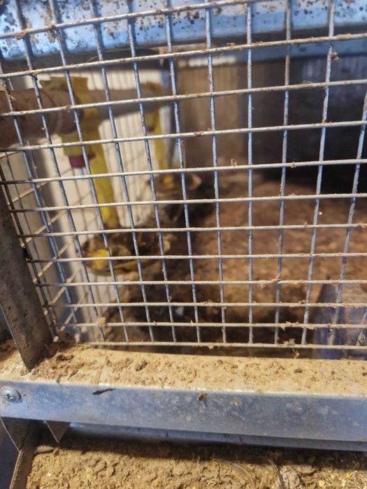 Клетки за пъдпъдъци