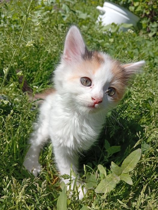 Бесплатно котята