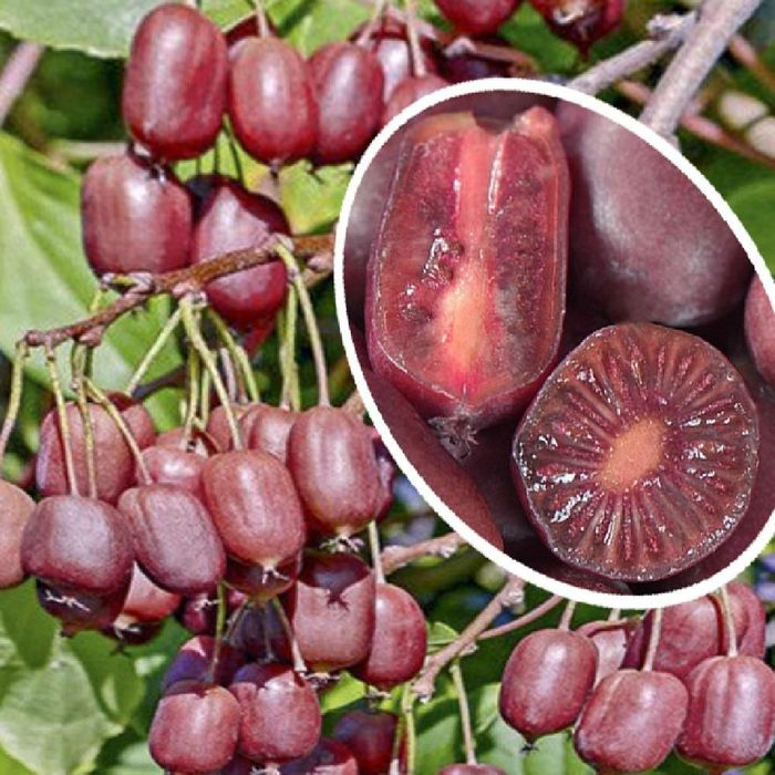 Kiwi La Ghiveci (Ken's Red )