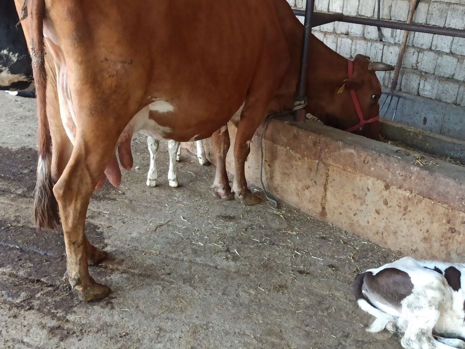 Ona bola sigrlar daladan dehqonchlik
