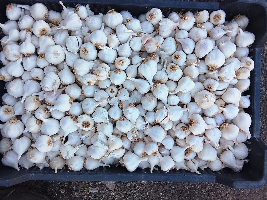 Usturoi de primavara