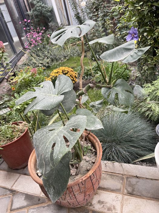 Цветы комнатные отлично подойдут для офиса кофейню