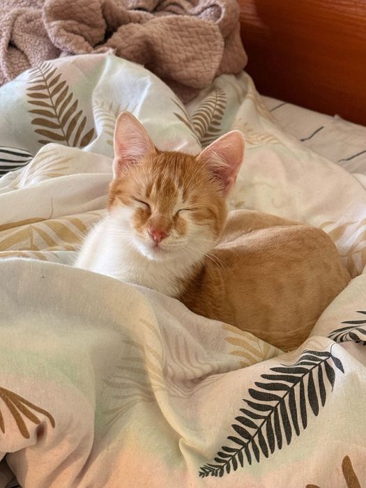 Подарява се коте