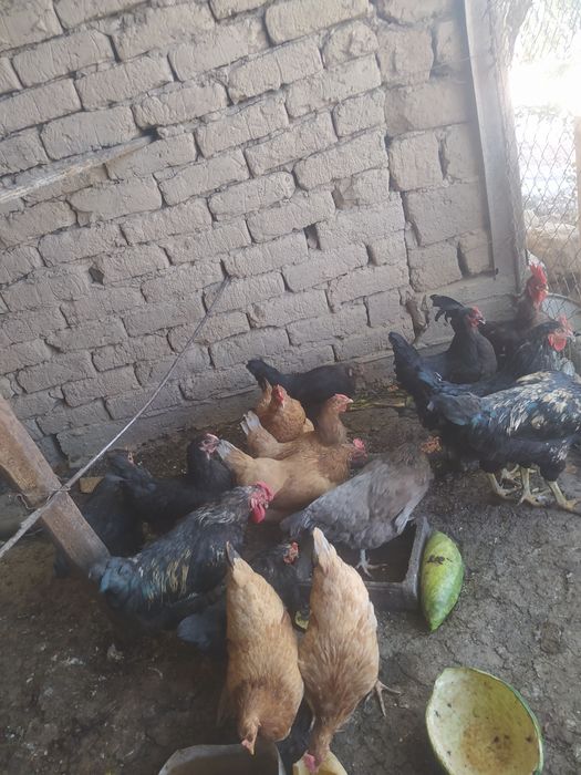 Тауыктар сатылады