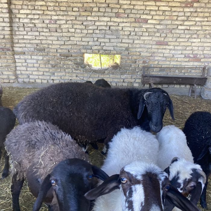 Xisori qochqor 2 yoshar