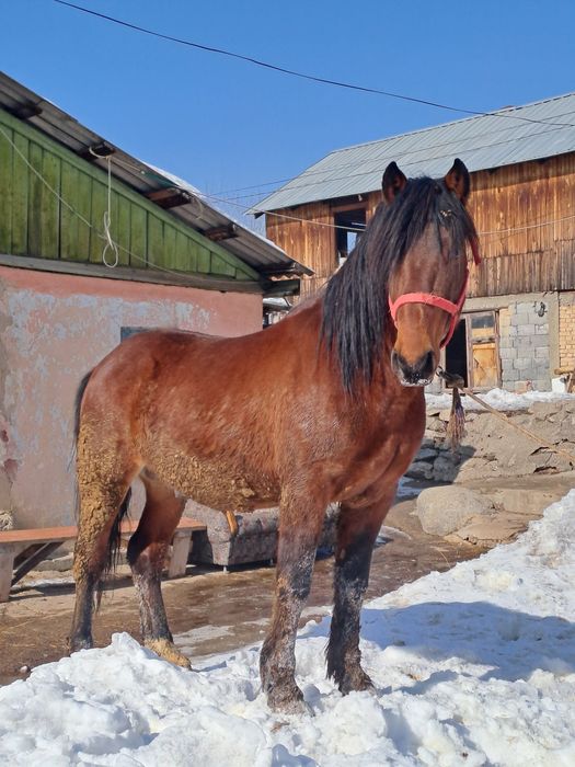 Продаю шикарныйх жеребцов