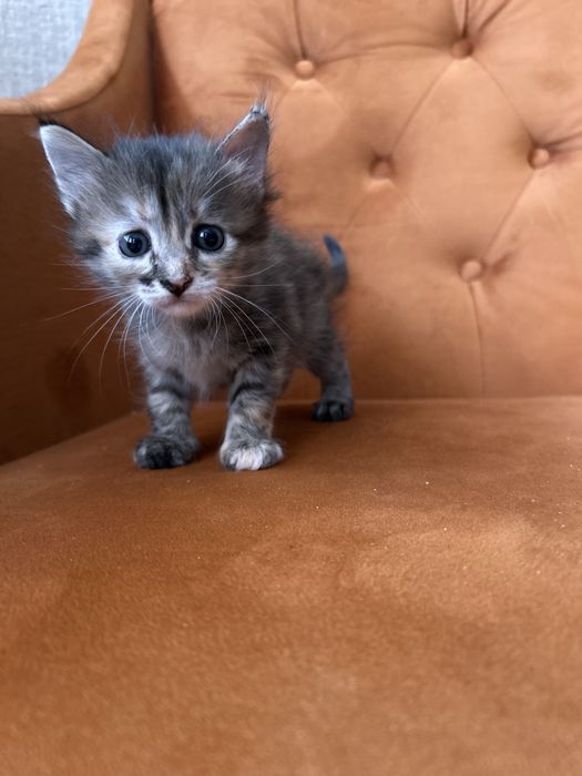 Отдам котенка в добрые руки